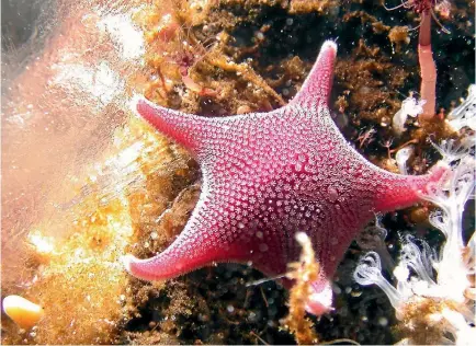 ?? PHOTOS: ANTARCTICA NZ 2016-17 ?? Antarctic starfish are ‘‘abundant, they travel well, they’re happy in the lab and we’ve got lots of experience with them’’, says the University of Otago’s Miles Lamare. Unfortunat­ely, ‘‘it’s a one-way ticket’’.