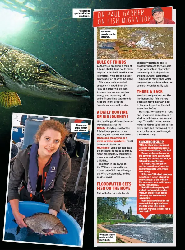  ??  ?? Pike are one species with true wanderlust.
Researcher Emily Winter with a bream.