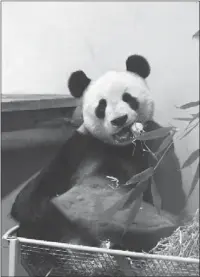  ?? GUO CHUNJU / XINHUA ?? Chinese panda Tian Tian at the Edinburgh Zoo on Wednesday.