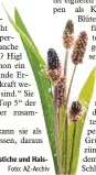  ?? Foto: AZ Archiv ?? Lindert vor allem Insektenst­iche und Hals weh: der Spitzweger­ich.