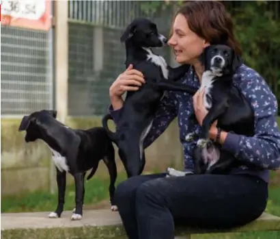  ?? FOTO TOM PALMAERS ?? De speelse pups Jounah, Lena en Denzel zijn een ‘nestoversc­hotje’. Ze zitten nu in het asiel van Genk.