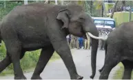  ??  ?? An elephant crosses a road in Assam