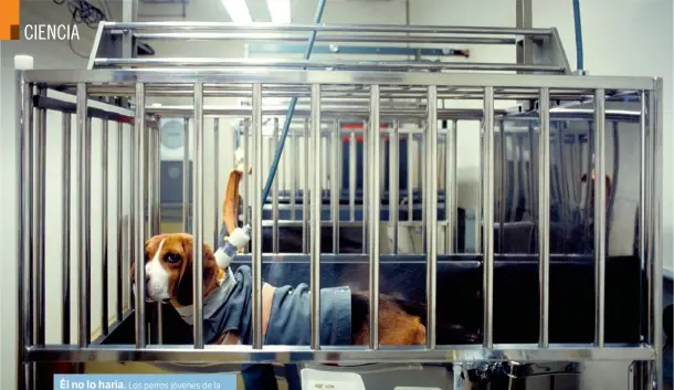  ??  ?? Él no lo haría.Los perros jóvenes de la raza beagle se usan en pruebas de toxicidad y de cirugías, por su docilidad. Este ejemplar del Laboratori­o Central de Animales de Berlín sirve para estudiar las funciones renales.