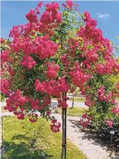  ?? RITA PERWICH PHOTOS ?? A rambling rose with clusters of magenta-pink roses, ‘Super Excelsia’ is grown at the Roseraie de l’Hay, a rose garden outside of Paris, as a tree rose. Note the sturdy rebar stake.