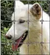  ?? SUBMITTED PHOTO ?? The residents of The Heritage recently adopted the two-anda-half-year-old Spirit, a gray wolf-dog hybrid that has been living at the Wolf Sanctuary since late 2014.