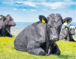  ?? Picture: Getty. ?? Farmers in Scotland are getting up to £250 a head less for cattle than last year.