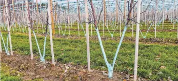  ?? FOTO: WOLFGANG SCHNEIDER ?? Apfelplant­age in Wasserburg-Selmnau: Stefan Haas bewirtet seit fünf Jahren Bibäume.