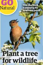  ??  ?? This chaffinch is enjoying his hawthorn perch