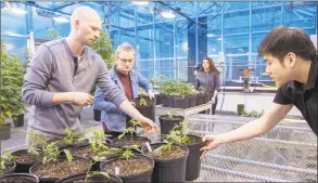  ??  ?? From left, graduate student Peter Apicella, of Storrs, AND juniors Ally Greene, of Windsor Locks, Jessica DiMatteo, of Bethany, and Sheng-Kai Lin, of Taiwan, bring in newly potted hemp plants to the greenhouse.