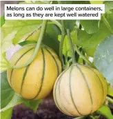  ??  ?? Melons can do well in large containers, as long as they are kept well watered