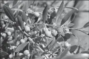  ?? BEA AHBECK/NEWS-SENTINEL ?? Calivirgin’s orchard contains ripening olives in Lodi on Friday.