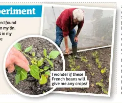  ??  ?? I wonder if these French beans will give me any crops?