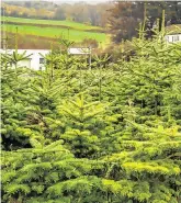  ?? PHOTOS: OWEN BRESLIN ?? Christmas fir: Right, Paul Sexton (87) at work on his tree farm in Glen of Downs, Co Wicklow, left.