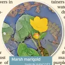  ?? SHAUN WAYCOTT ?? Marsh marigold