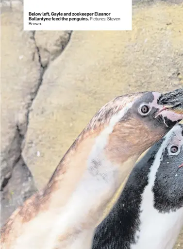  ?? Pictures: Steven Brown. ?? Below left, Gayle and zookeeper Eleanor Ballantyne feed the penguins.