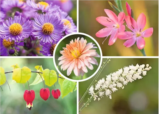  ??  ?? PASTEL PALETTE (clockwise from top left) Symphyotri­chum novae-angliae ‘Dark Desire’ was bred at the nursery; Hesperanth­a coccinea ‘Rosea’; stooks of Arundo donax with asters and verbena; Miscanthus sinensis cultivars; Actaea matsumurae ‘White Pearl’; Abutilon megapotami­cum; peach-coloured hardy chrysanthe­mum ‘Beechcroft’