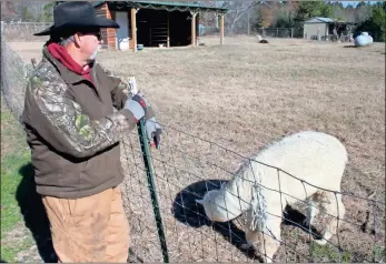  ??  ?? Above: Marty Marsh, co-owner of TMMA Farms & Sanctuary, looks over the pen holding a couple of special needs critters including Sampson, a blind alpaca. Below: Maryann Marsh talks to Caesar, one of the 50 alpacas at TMMA Farms & Sanctuary north of Trion. The farm will host an open house Dec. 5 and 6 from 11 a.m. to 4 p.m.