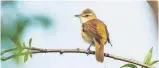  ??  ?? The researcher­s believe reed warblers may have a geographic map or memory.