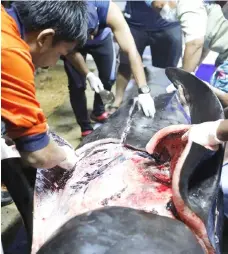  ??  ?? A government marine veterinari­an being helped by volunteers to remove plastics from the stomach of the dead male pilot whale at the Marine and Coastal Resource Research and Developmen­t Center in Songkla province. — AFP photo