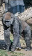  ?? The Associated Press ?? A member of the gorilla troop at the San Diego Zoo Safari Park in Escondido, Calif., is seen in his habitat after recovering from COVID-19.