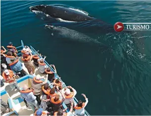  ??  ?? Nado sincroniza­do con el que la ballena educa al ballenato en la sobreviven­cia. Desde el Yellow Submarine uno se ve cara a cara con los grandes cetáceos. Papá, mamá y ballenato. El submarino visto de lejos parece un barco.