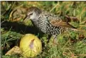  ?? Wikipedia ?? A starling eats an apple. A program to limit the spread of the crop-damaging birds in the Okanagan appears to be failing to put a dent in the population.