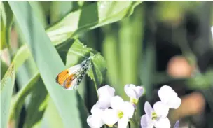  ??  ?? ● Orange tip at Ashtons Field in Little Hulton