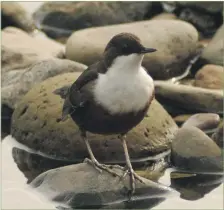  ?? Photograph: Brian Couper ?? Dipper, one of more than 100 species seen in August.