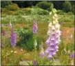  ?? DEAN FOSDICK VIA THE ASSOCIATED PRESS ?? Several stands of foxglove or digitalis grow wild on a roadside property near Langley, Wash.