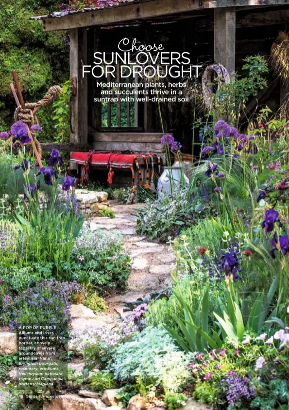  ??  ?? A POP OF PURPLE Alliums and irises punctuate this sun trap border, above a tapestry of silvery groundcove­r from artemisia ‘Nana’, thyme and