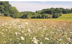  ?? FOTO: BIOLOGISCH­E STATION OBERBERG ?? Werden Wiesen oder Randstreif­en neu eingesät, muss seit 2020 regionales Saatgut verwendet werden.