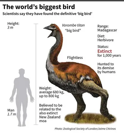 Behold The World S Biggest Bird Pressreader