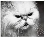  ?? — 123rf.com ?? A danger sign to look out for in old cats is bad temper that comes from pain.