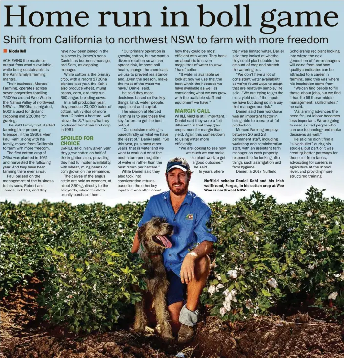  ??  ?? Nuffield scholar Daniel Kahl and his irish wolfhound, Fergus, in his cotton crop at Wee Waa in northwest NSW.