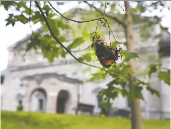  ?? TONY CALDWELL ?? The leaves of a tree at Rideau Hall show damage from a gypsy moth infestatio­n. This year the moths devastated a number of ceremonial trees, and it's early to tell how well many will recover, says the NCC.