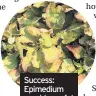  ??  ?? Success: Epimedium provide useful ground cover