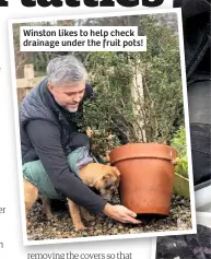  ??  ?? Winston likes to help check drainage under the fruit pots!