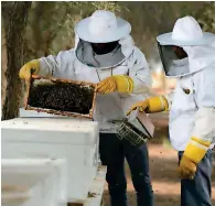  ??  ?? BREEDING THE BEST: Adafsa has succeeded in developing the fifth generation of the Emirati queen bees, raising several queens to be distribute­d to beekeepers in the Abu Dhabi.