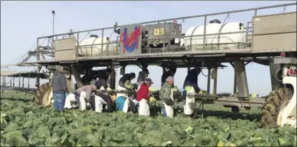  ?? COURTESY PHOTO VESSEY & CO ?? Cabbage harvest is well underway in Imperial County, where grower Jack Vessey says he expects to ship the crop for another six to eight weeks. He says most cabbage is now contracted in advance.