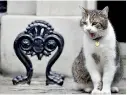  ??  ?? Chief mouser Larry, of 10 Downing Street fame in the UK