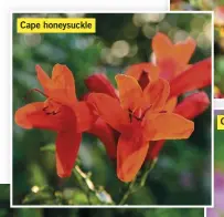  ??  ?? Cape honeysuckl­e