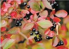  ?? THERESA FORTE PHOTOS FOR TORSTAR ?? Right, black chokeberry turns glorious shades of red and orange in the autumn, it holds the black fruit well into the cold weather.