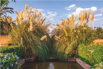  ??  ?? Two rows of pampas grass, Cortaderia selloana, line a rill that flows into the square pool