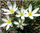  ??  ?? White rain lily ( Zephyranth­es candida)