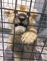  ?? 30 MILLION FRIENDS ?? Police found this lion cub last week in a Lamborghin­i during a traffic stop on the Champs-Elysees in Paris.