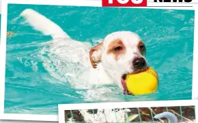  ??  ?? RIGHT: Jock, as he’s known to the Hargraves family, loves their pool and playing with their kids.BELOW RIGHT: The chihuahua/ Jack Russell crossbreed has been with them since December 2015.