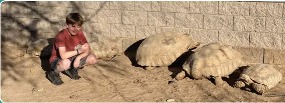  ??  ?? These tortoises are among the 20 that reside in the backyard of Tom Rush and his family. His interest in tortoises began as a boy growing up in Dateland when he was given two of the reptiles that remind him of dinosaurs.