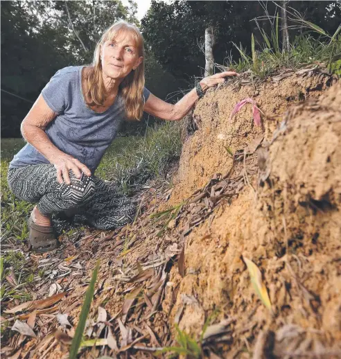  ?? Picture: JOSH WONING ?? DANGER ZONE: Karla Leggett of Russet Park in Kuranda at an affected yellow crazy ants site.