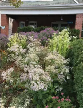  ?? PHOTOS BY KATHY RENWALD, SPECIAL TO THE HAMILTON SPECTATOR ?? Kelly Jamieson’s garden planted for pollinator­s was one of five winning a Monarch Award this week, when asters are in beautiful bloom.