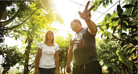  ?? AARON LYNETT PHOTOS/TORONTO STAR ?? Farmers Terry Brake, right, and Laurie Macpherson look at a guava tree in the hoop house at Canada Banana Farms in Blyth, Ont.